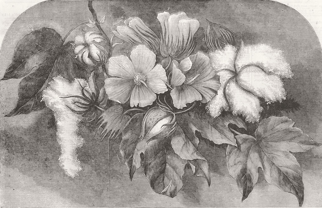 TEXTILES. The Cotton Plant 1856 old antique vintage print picture